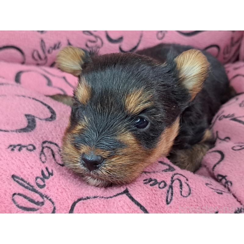 成約済の愛知県のヨークシャーテリア-443111の19枚目