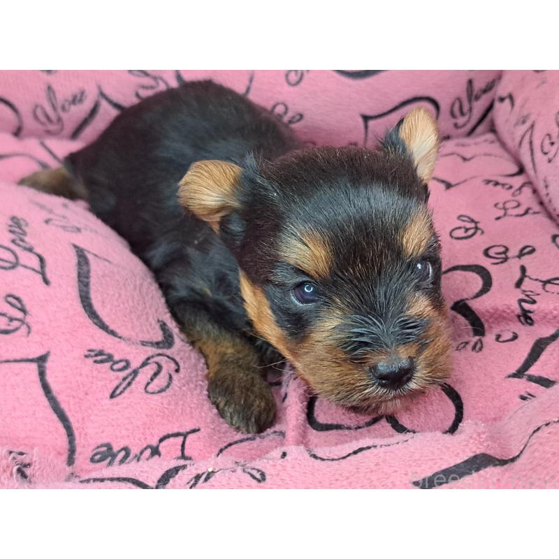 成約済の愛知県のヨークシャーテリア-443111の18枚目