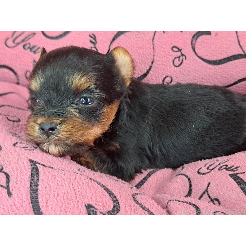 成約済の愛知県のヨークシャーテリア-443110の14枚目