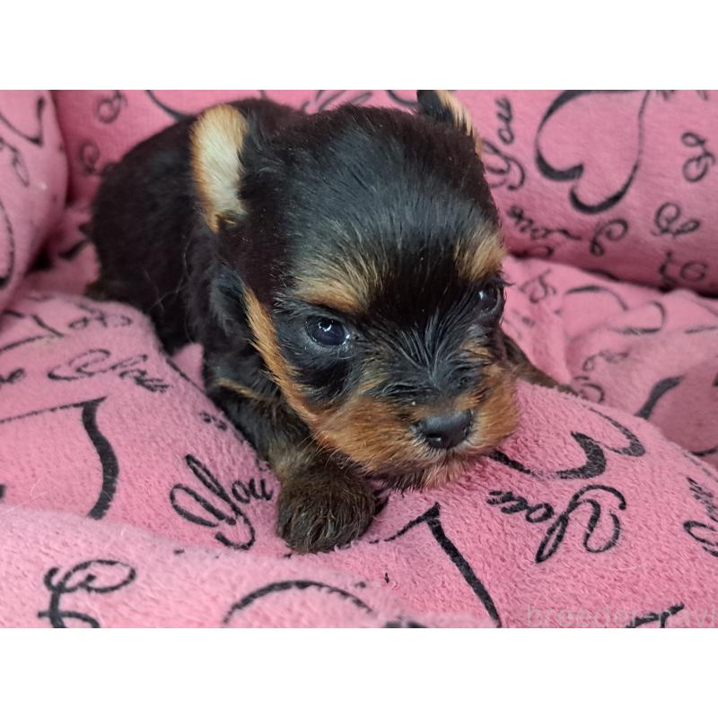 成約済の愛知県のヨークシャーテリア-443110の12枚目