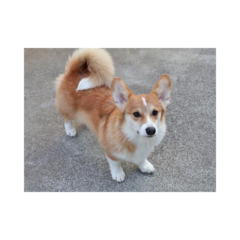 成約済の兵庫県のウェルシュコーギーペンブローク-404537の3枚目