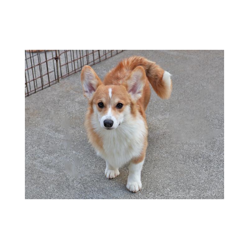 成約済の兵庫県のウェルシュコーギーペンブローク-404537の2枚目