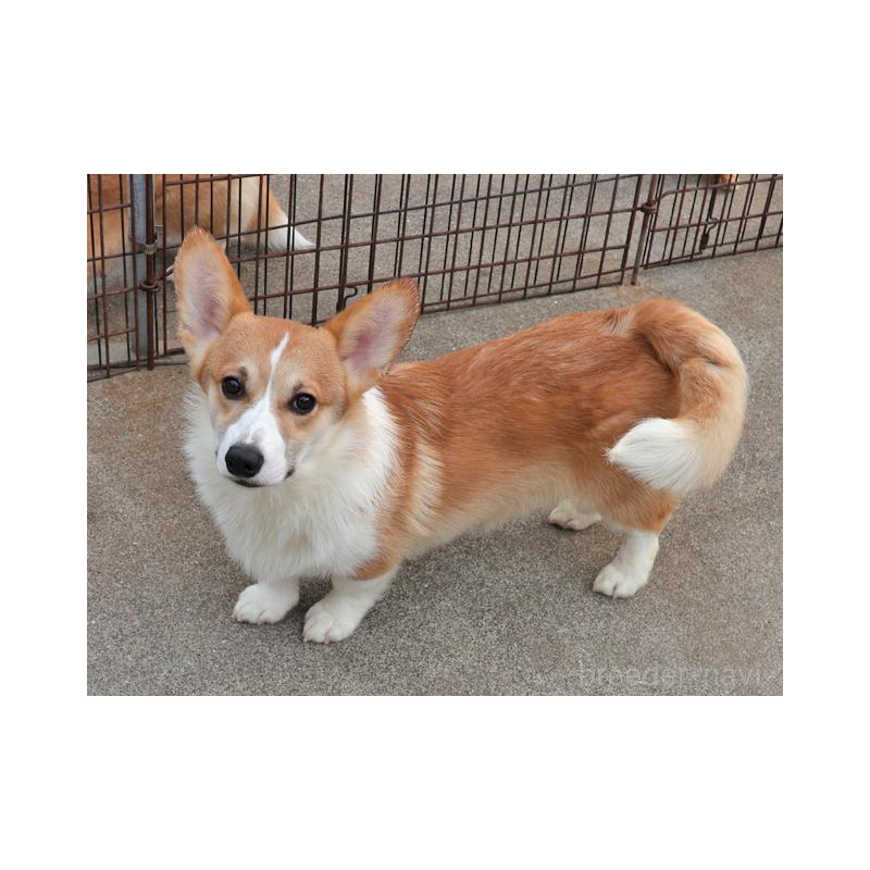 販売中の兵庫県のウェルシュコーギーペンブローク-404534の3枚目