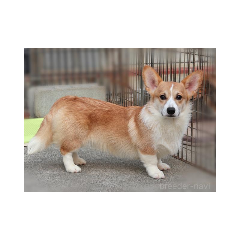 販売中の兵庫県のウェルシュコーギーペンブローク-404534の2枚目