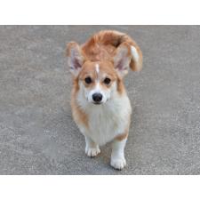 ♀︎ウェルシュコーギーペンブローク