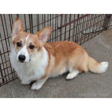 ♀︎ウェルシュコーギーペンブローク