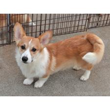 ♀︎ウェルシュコーギーペンブローク