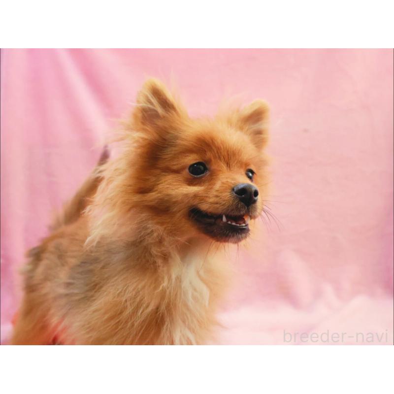 販売中の神奈川県のポメラニアン-412984の9枚目