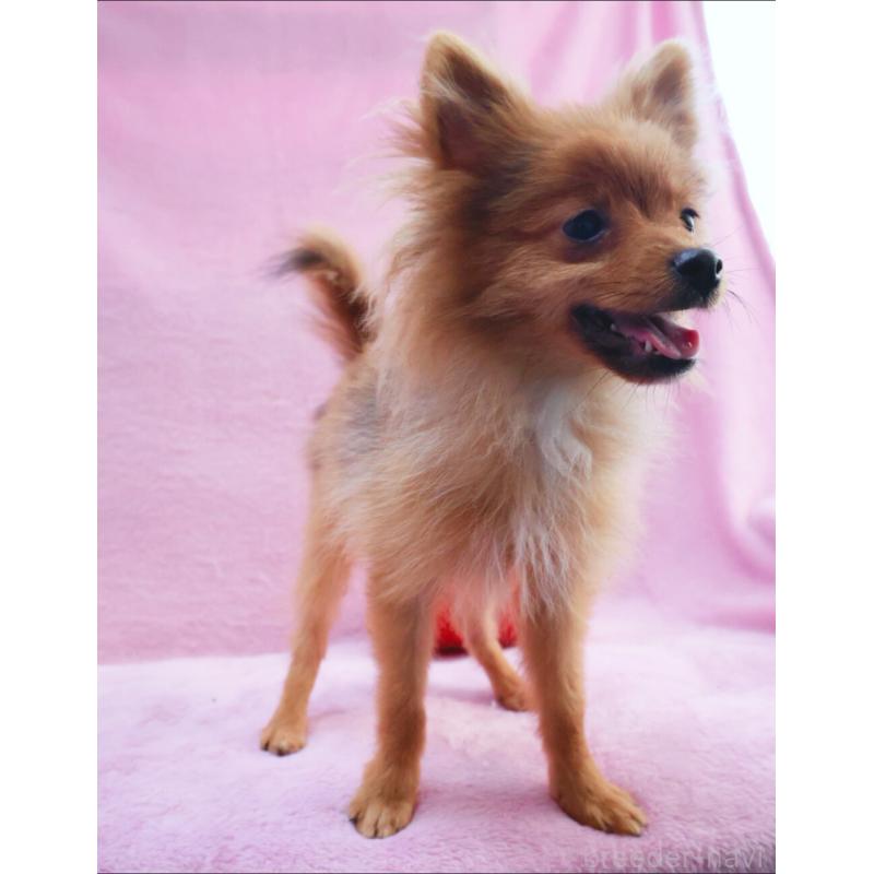 販売中の神奈川県のポメラニアン-412984の8枚目