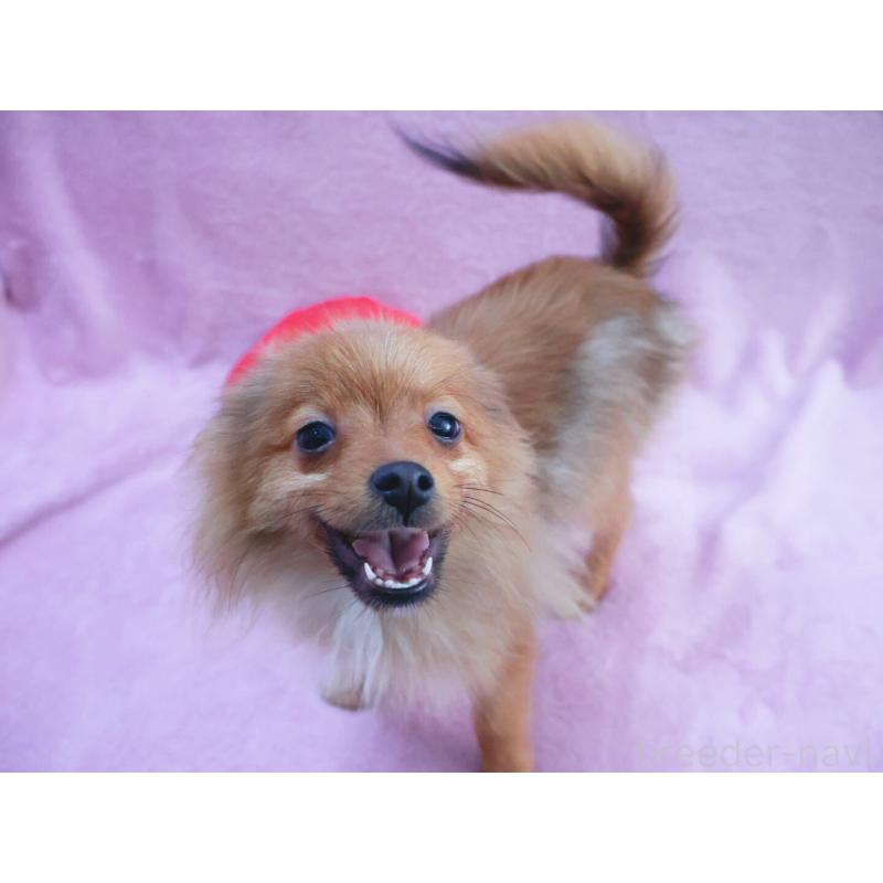 販売中の神奈川県のポメラニアン-412984の7枚目