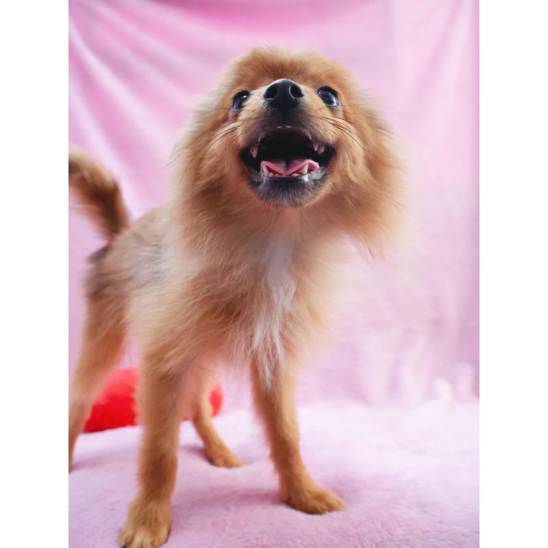 販売中の神奈川県のポメラニアン-412984の6枚目