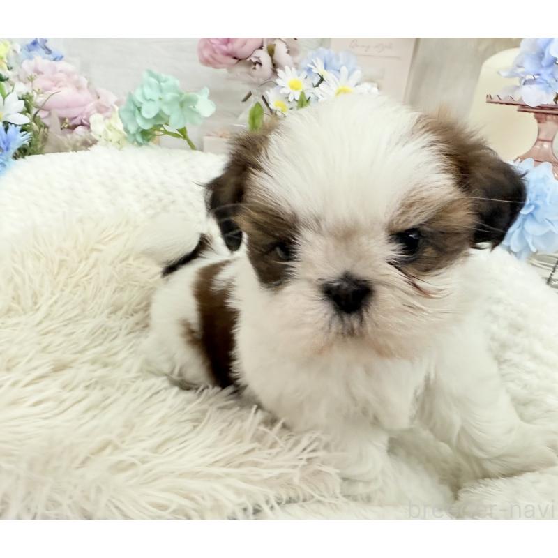 成約済の京都府のシーズー-441727の7枚目