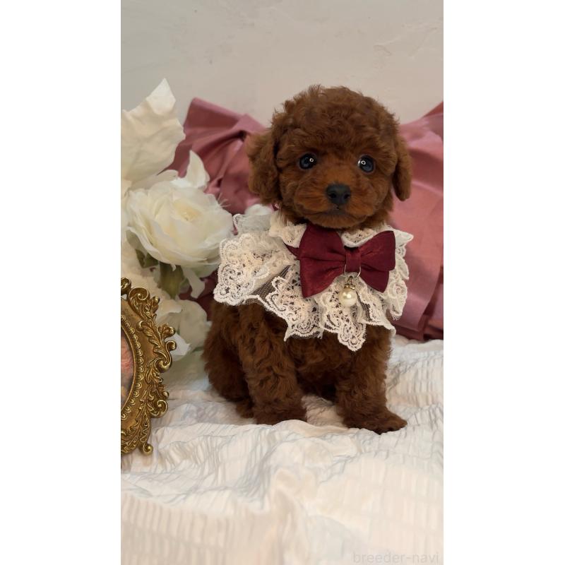 成約済の大阪府のティーカッププードル-433916の4枚目