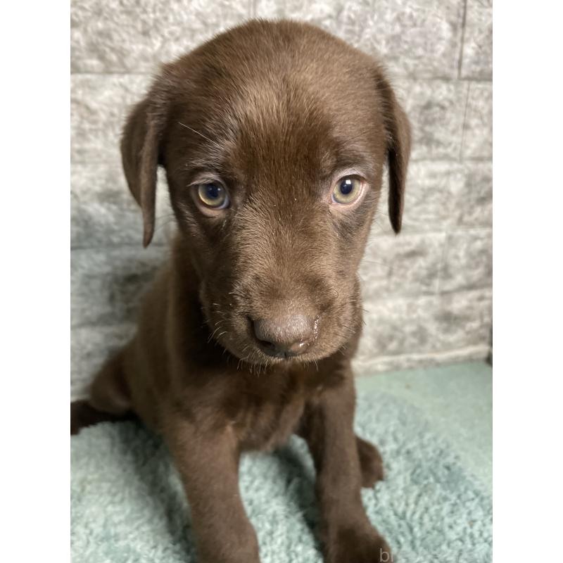 成約済の千葉県のラブラドールレトリーバー-440386の6枚目