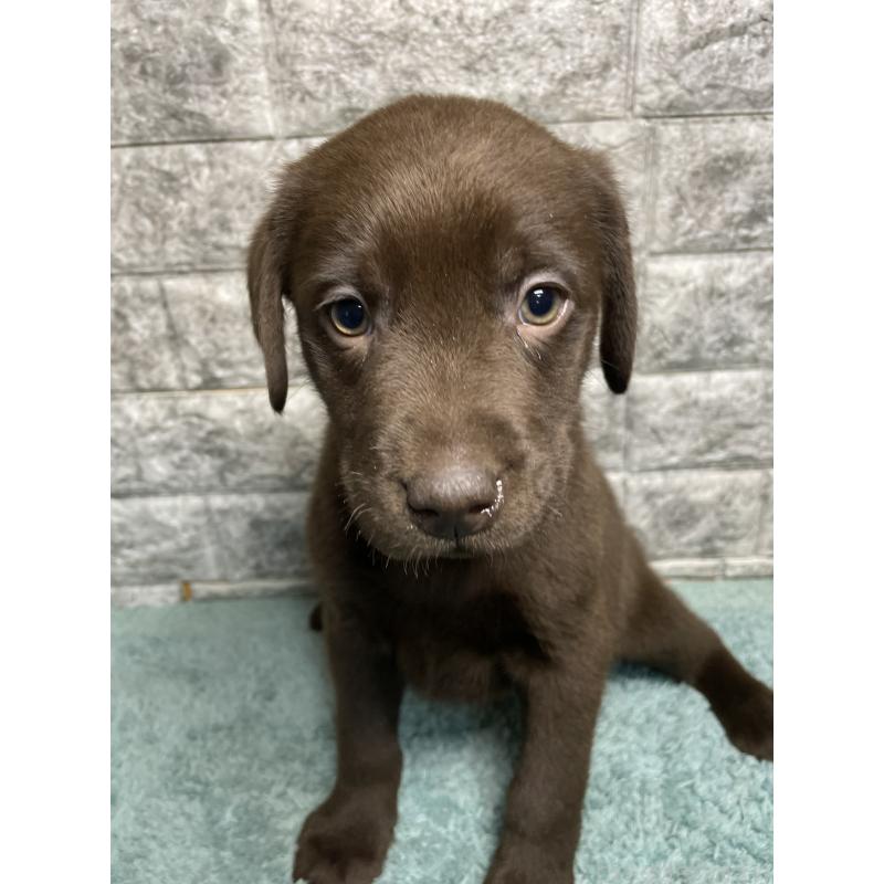 成約済の千葉県のラブラドールレトリーバー-440386の5枚目