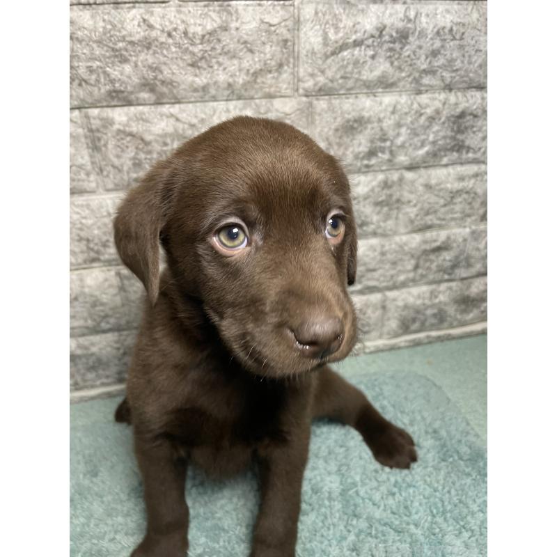 成約済の千葉県のラブラドールレトリーバー-440386の4枚目