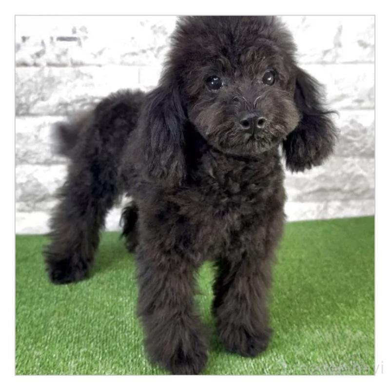 成約済の埼玉県のティーカッププードル-428488の3枚目