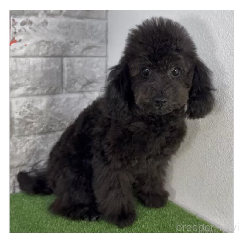 成約済の埼玉県のティーカッププードル-428488の2枚目