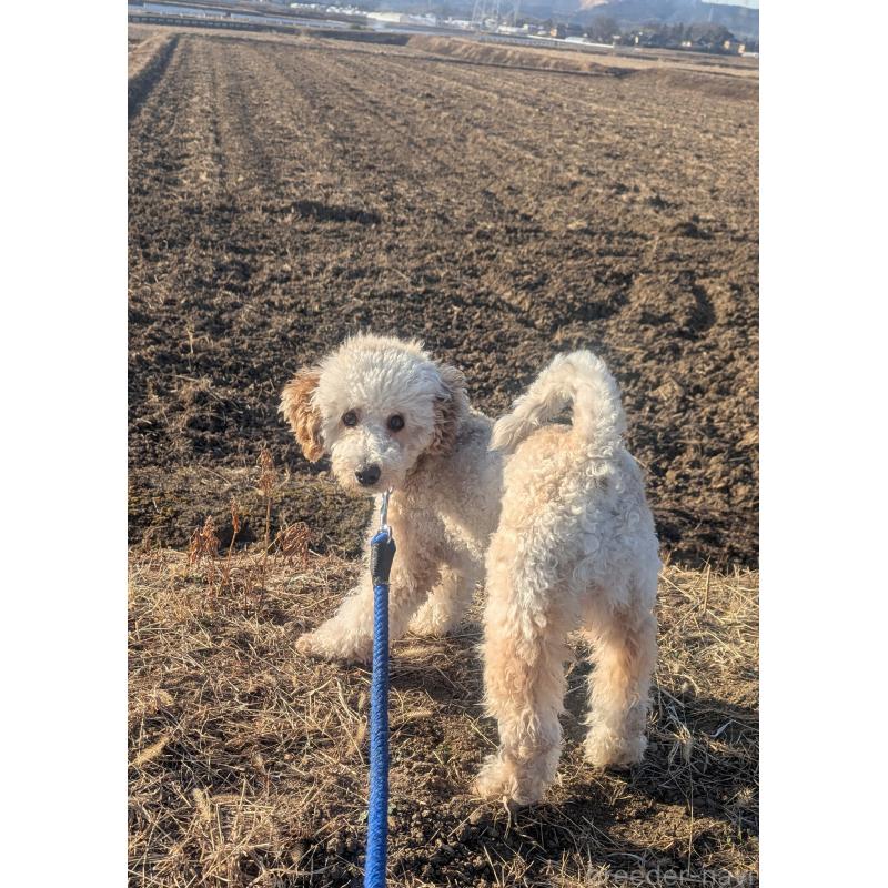 販売中の千葉県のトイプードル-358568の4枚目