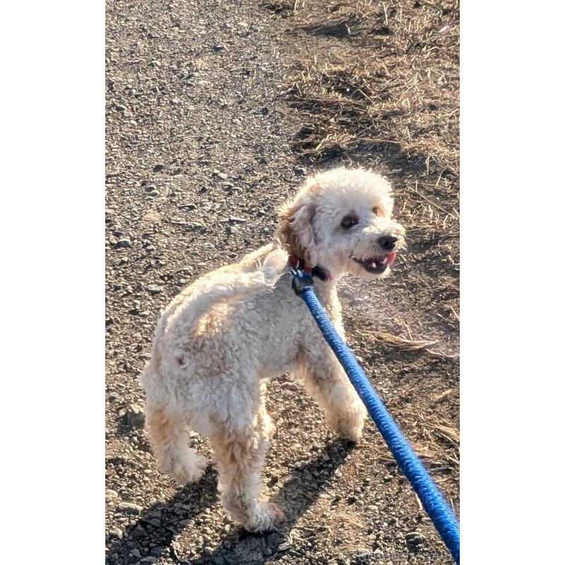 販売中の千葉県のトイプードル-358568の3枚目