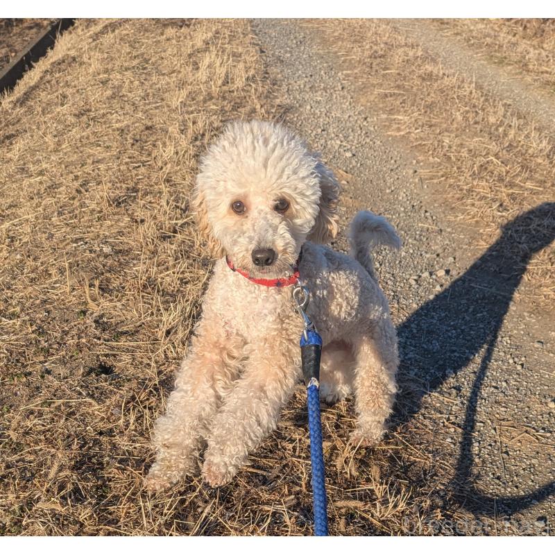 販売中の千葉県のトイプードル-358568の2枚目