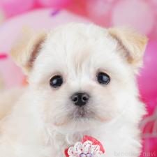 ♀︎チワマル:チワワ×マルチーズ