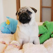 パグの子犬