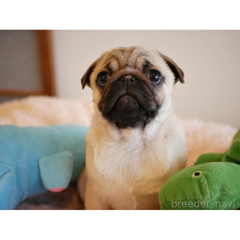 販売中の鹿児島県のパグ-423894の5枚目