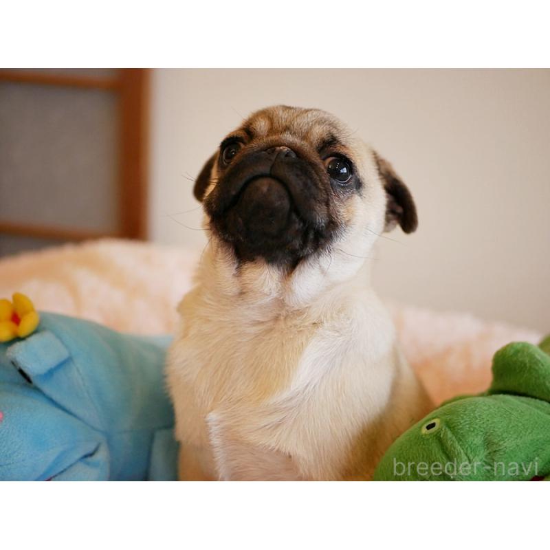 販売中の鹿児島県のパグ-423894の4枚目