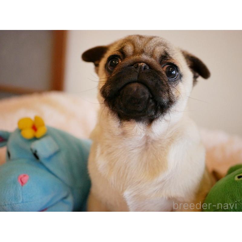 販売中の鹿児島県のパグ-423894の3枚目