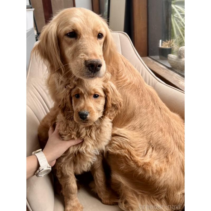 販売中の京都府のゴールデンレトリーバー-441508の6枚目