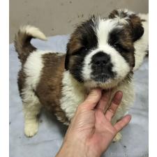 ♀︎セントバーナード