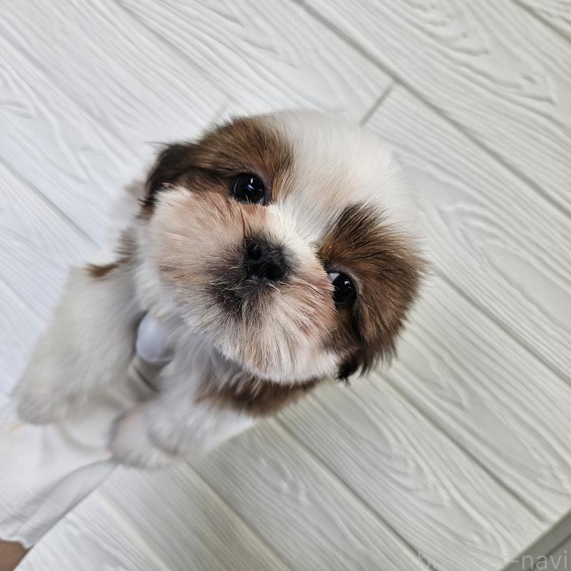 成約済の福岡県のシーズー-440789の2枚目