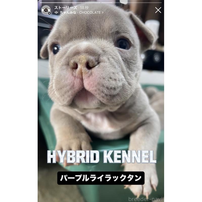 販売中の滋賀県のエキゾチックブリー-440730の7枚目