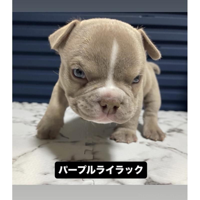 販売中の滋賀県のエキゾチックブリー-440731の3枚目