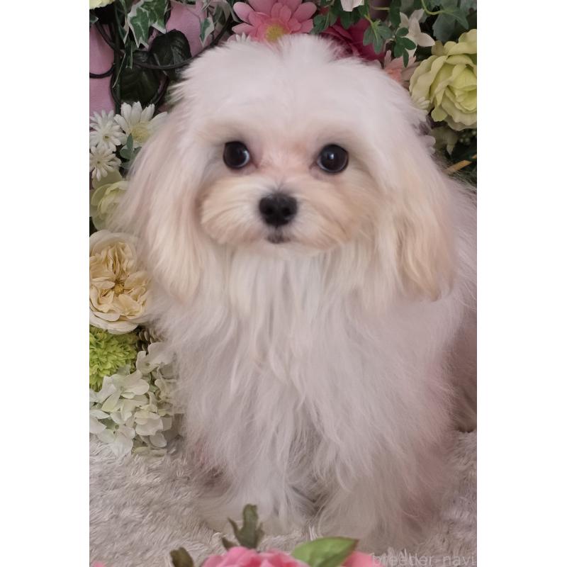 成約済の大阪府のマルチーズ-440853の4枚目