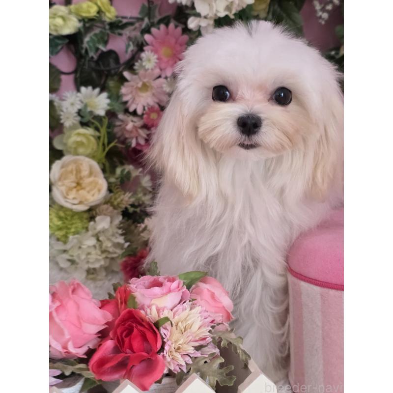 成約済の大阪府のマルチーズ-440853の2枚目