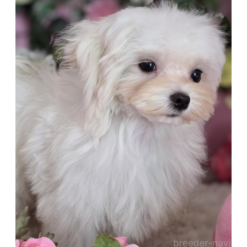 販売中の大阪府のマルチーズ-433085の4枚目