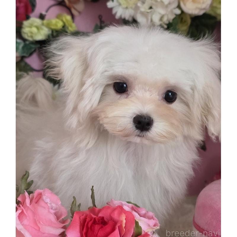 販売中の大阪府のマルチーズ-433085の3枚目