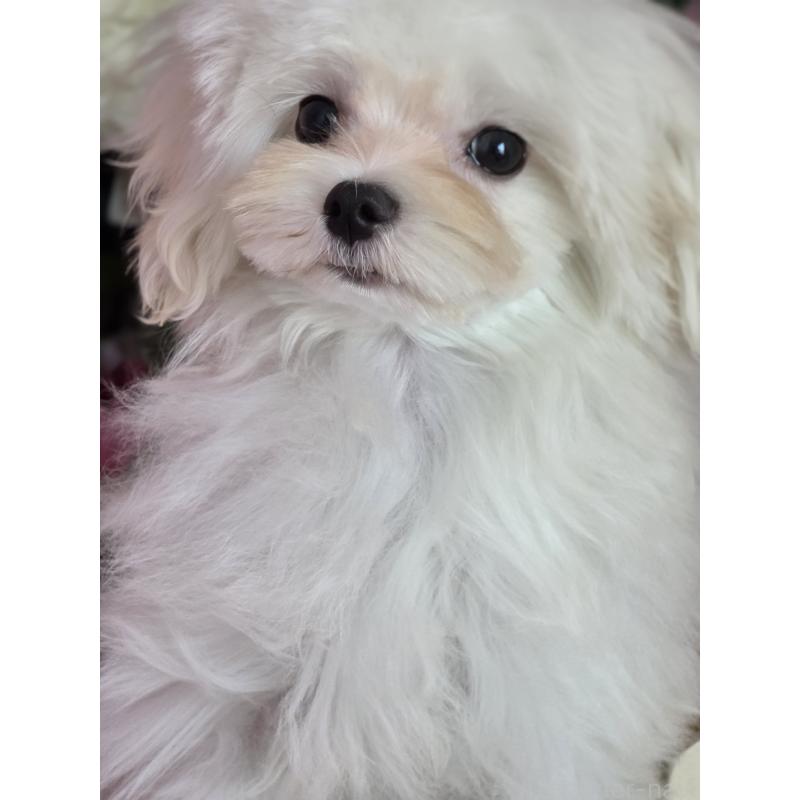 販売中の大阪府のマルチーズ-433084の3枚目