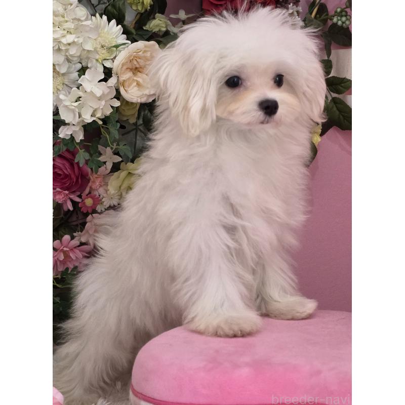 販売中の大阪府のマルチーズ-433084の2枚目