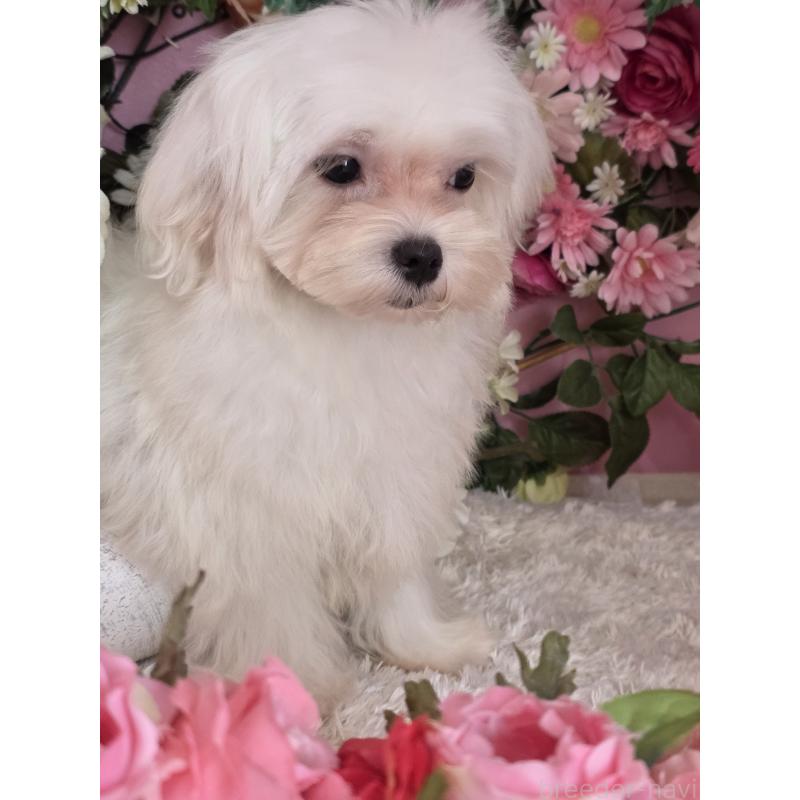 販売中の大阪府のマルチーズ-433086の2枚目