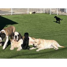 高野和重ブリーダー