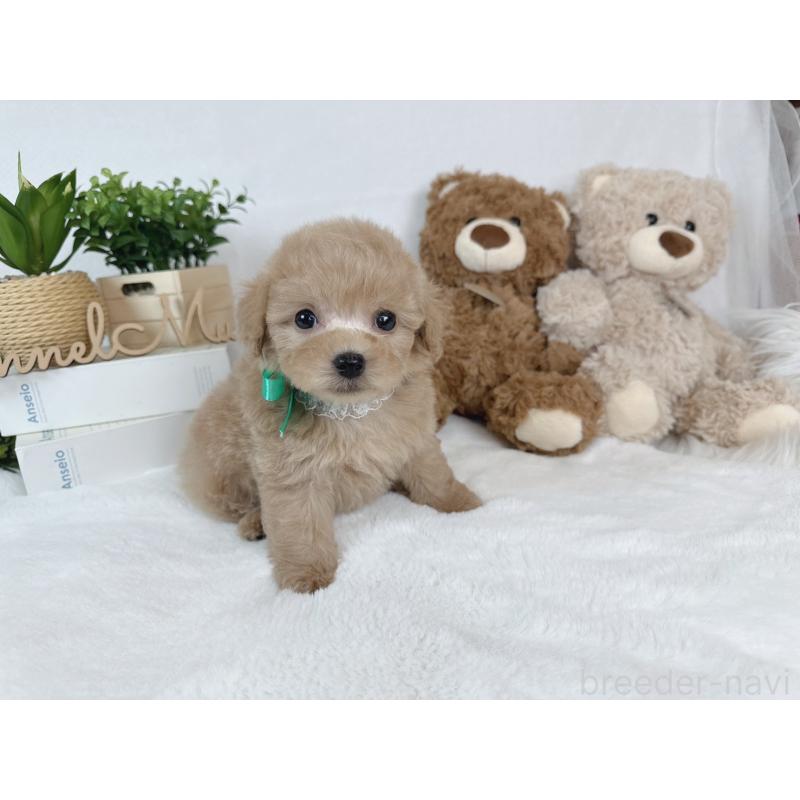 成約済の大阪府のタイニープードル-443037の4枚目