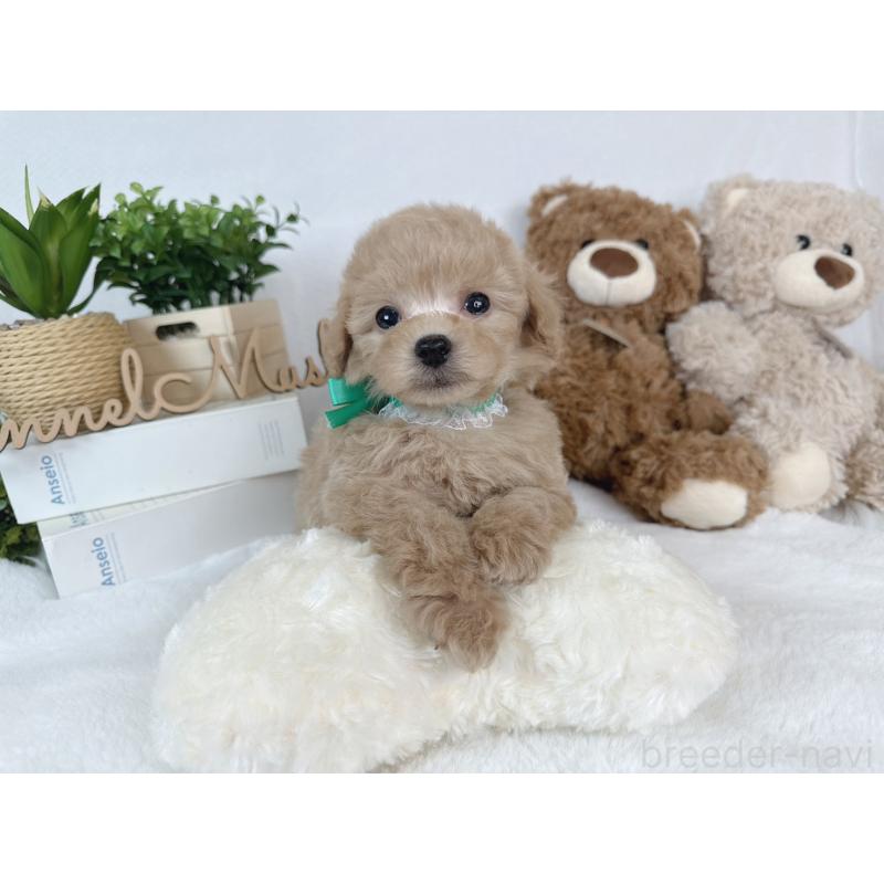 成約済の大阪府のタイニープードル-443037の3枚目