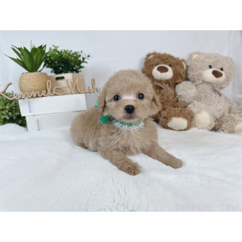 成約済の大阪府のタイニープードル-443037の2枚目