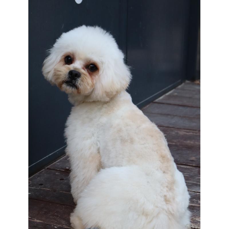 販売中の山口県のミックス犬-387247の4枚目