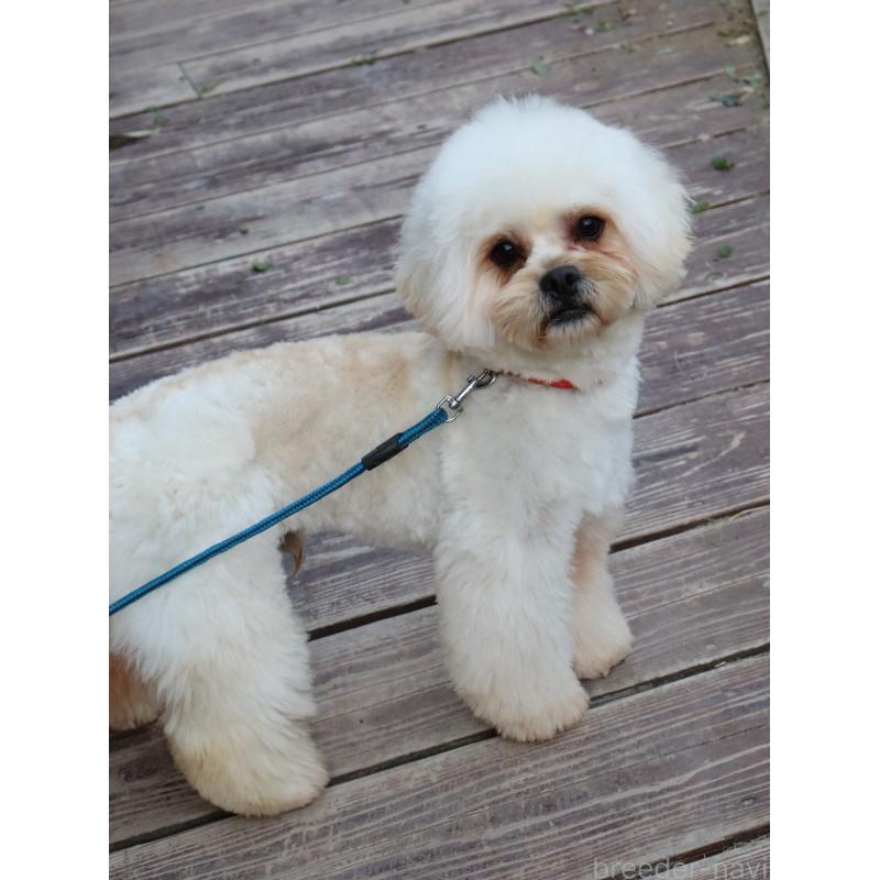 販売中の山口県のミックス犬-387247の3枚目