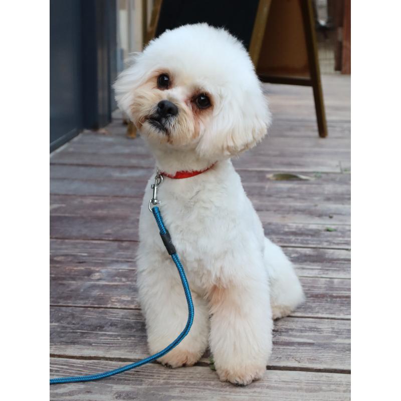 販売中の山口県のミックス犬-387247の2枚目