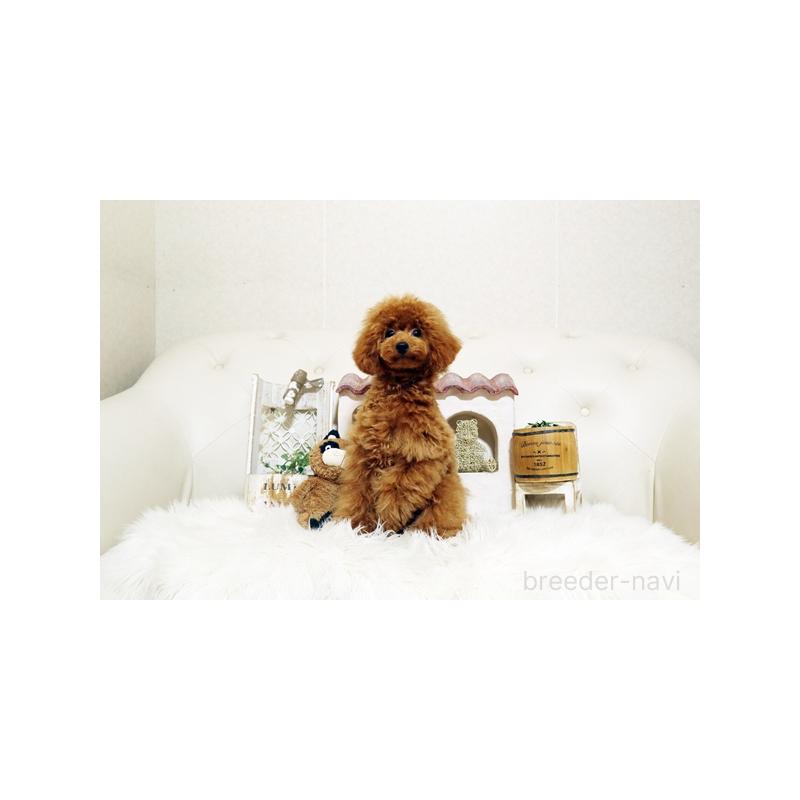 成約済の佐賀県のトイプードル-413850の5枚目